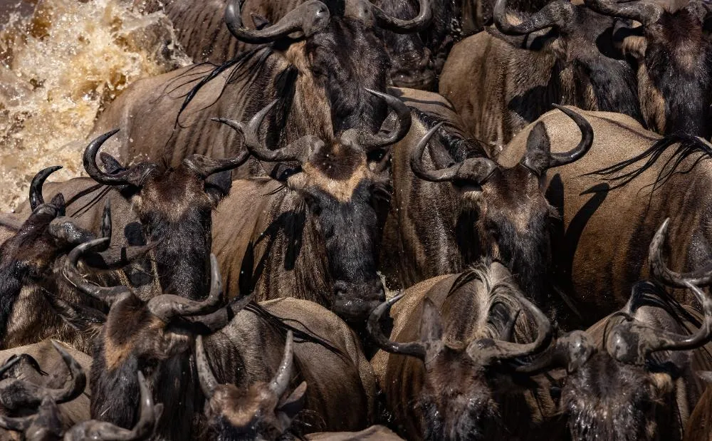 The Great Migration In Africa