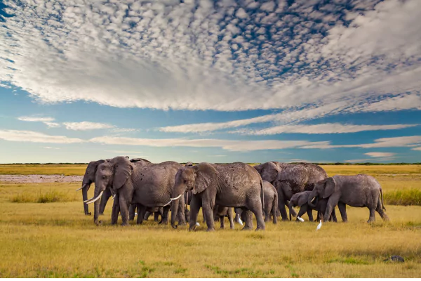 Safari Adventure