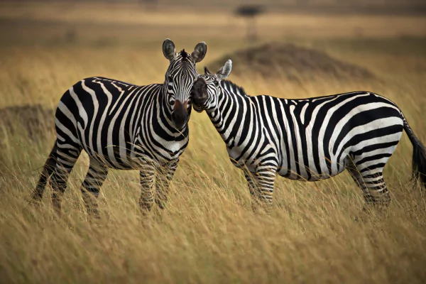 Kenya Safaris
