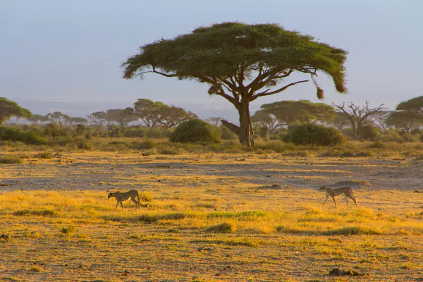 Tanzania Safaris