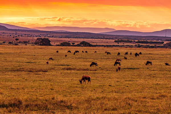 Uganda Tours